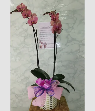 023-Orquidea
