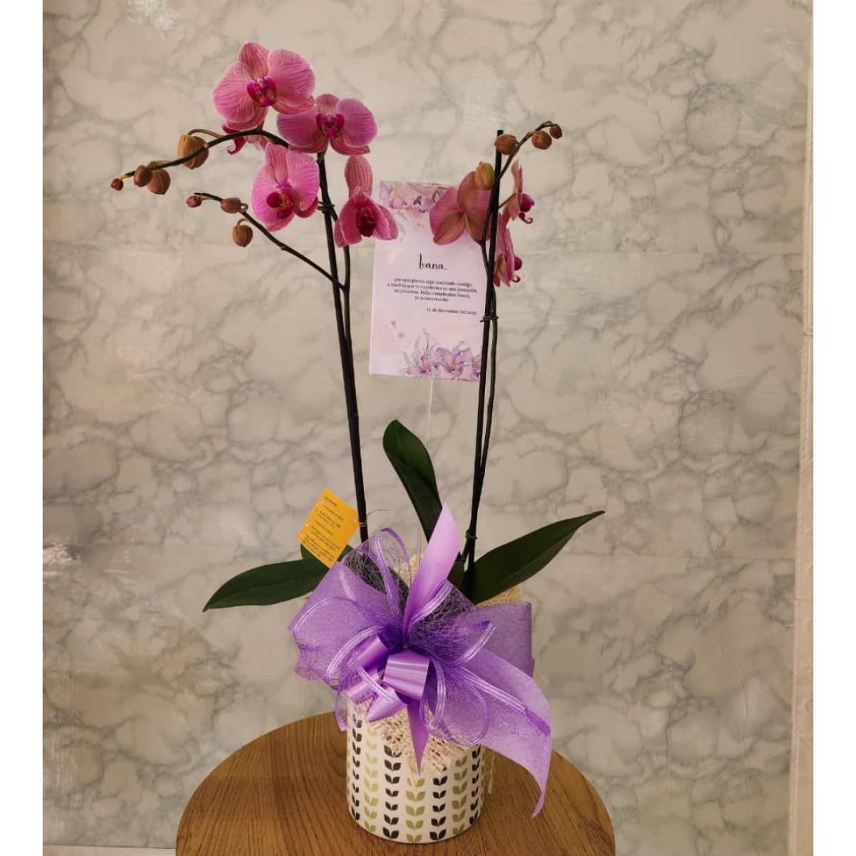 Orquídea natural de dos varas